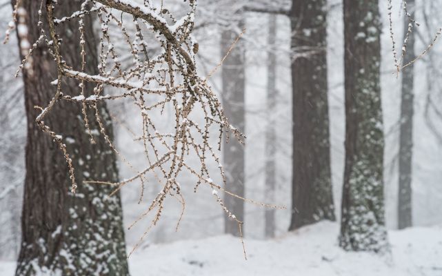 Inverno a Bormio